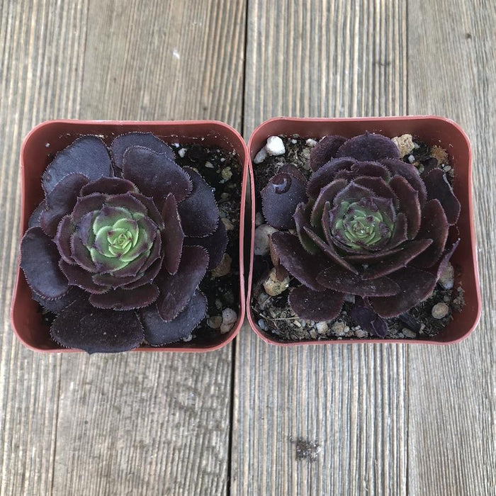 dark red aeonium succulent plant Red Aeonium Velour - Aeonium arboreum Hybrid