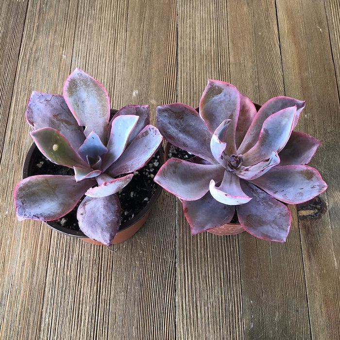 echeveria afterglow succulent Echeveria Afterglow 4 inch