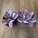 Echeveria Afterglow 4 inch | Plant | Harddy