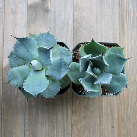 Agave_potatorum_4_inch_1_450x4