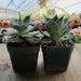 Agave potatorum - 4 inch | Plant | Harddy