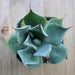 Agave potatorum - 4 inch | Plant | Harddy