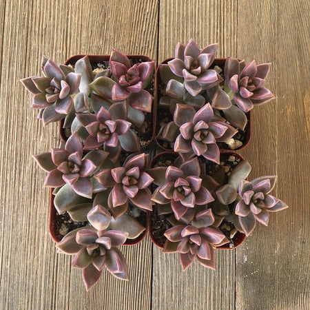 alpenglow succulent Graptosedum Alpenglow - 2 inch
