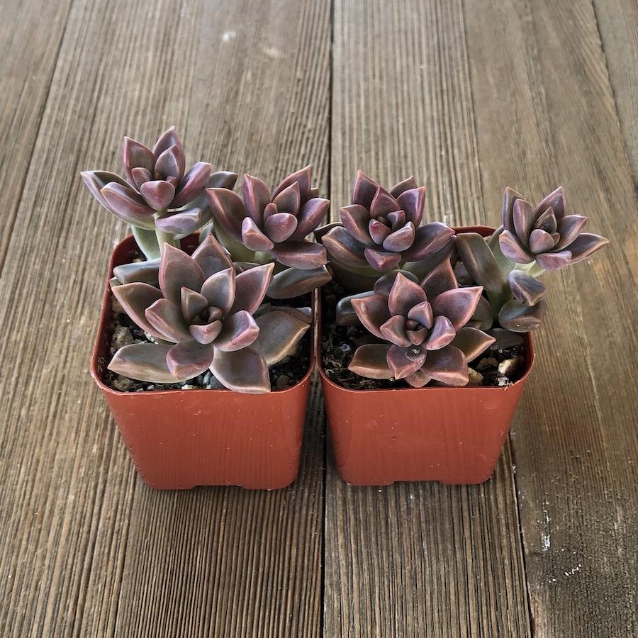 alpenglow succulent Graptosedum Alpenglow - 2 inch