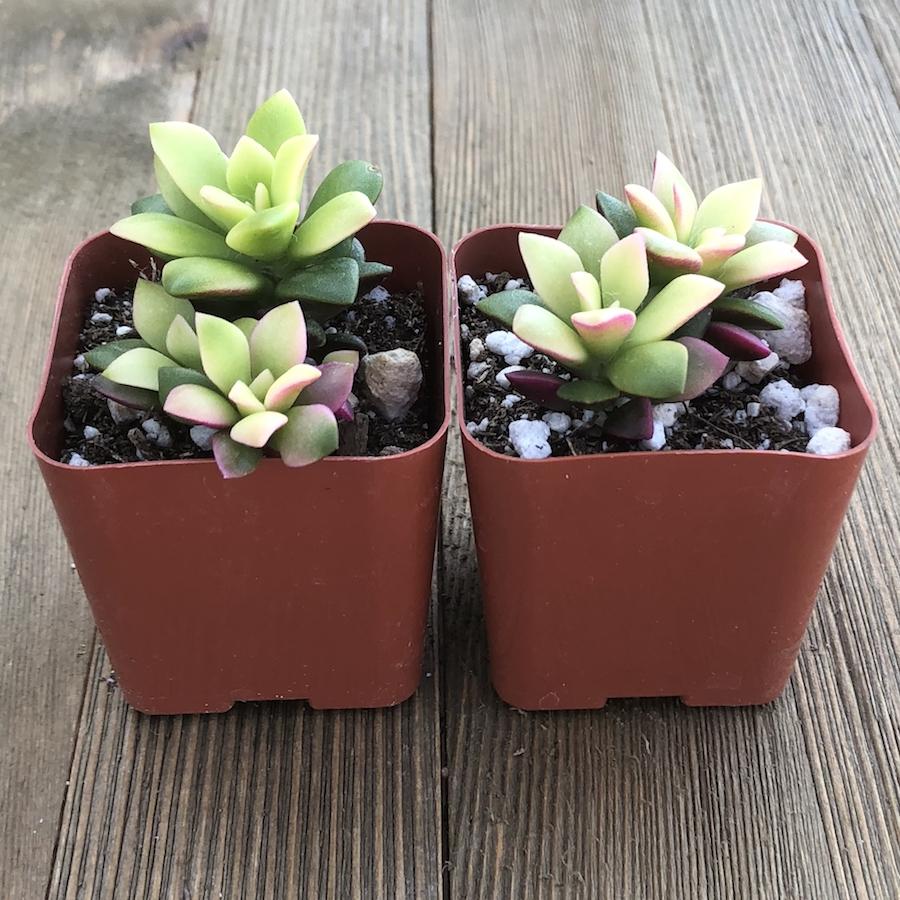 sunrise succulent Pink Sunrise - Anacampseros telephiastrum - 2 Inch