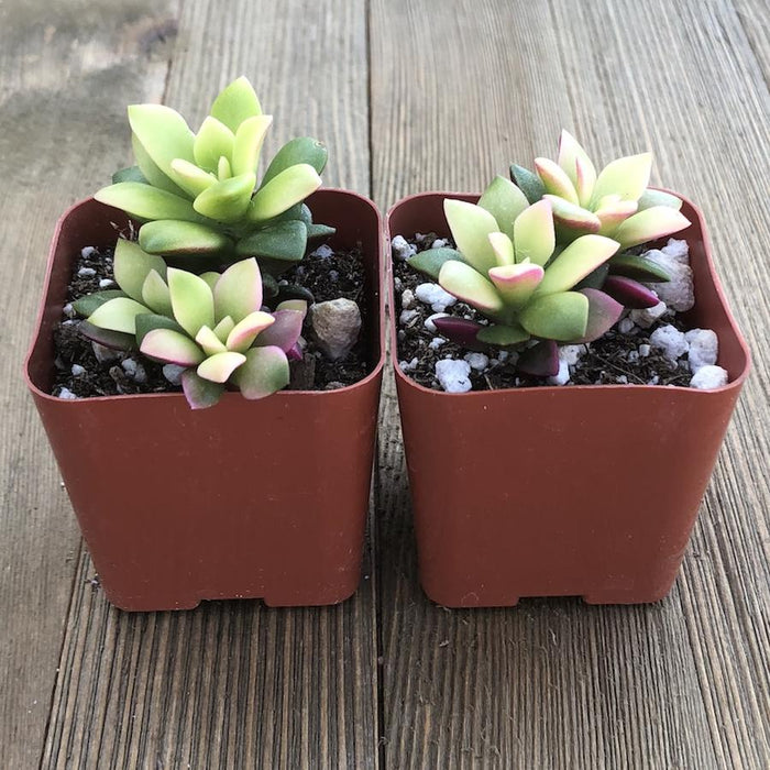 sunrise succulent plant Pink Sunrise - Anacampseros telephiastrum - 2 Inch