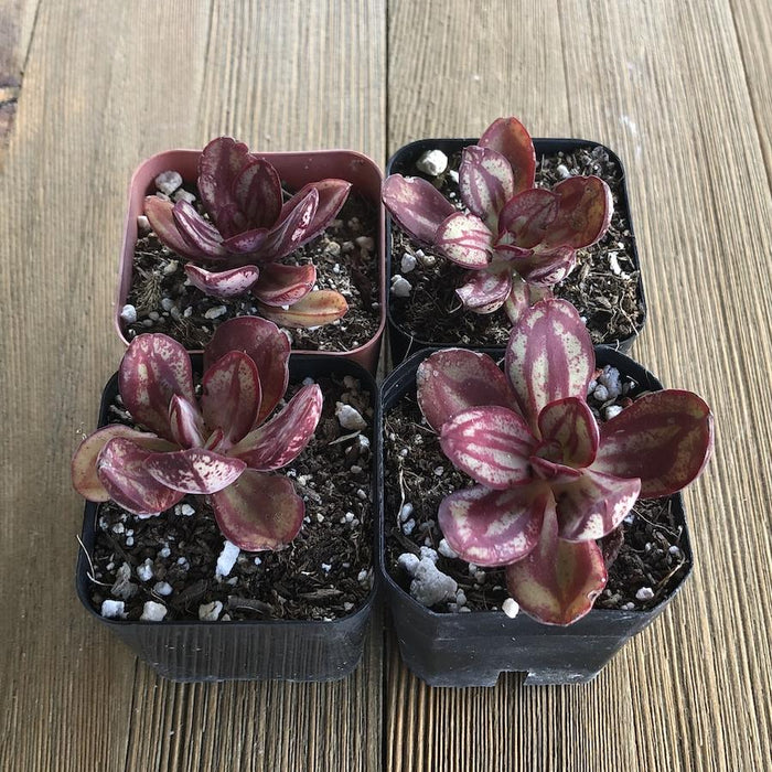 painted echeveria succulent Painted Echeveria Nodulosa - Artists Echeveria