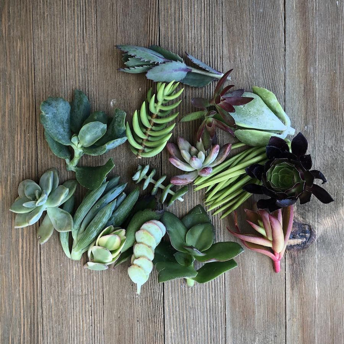 5/10/15/20/30 Assorted Succulent Cuttings | Pack | Harddy