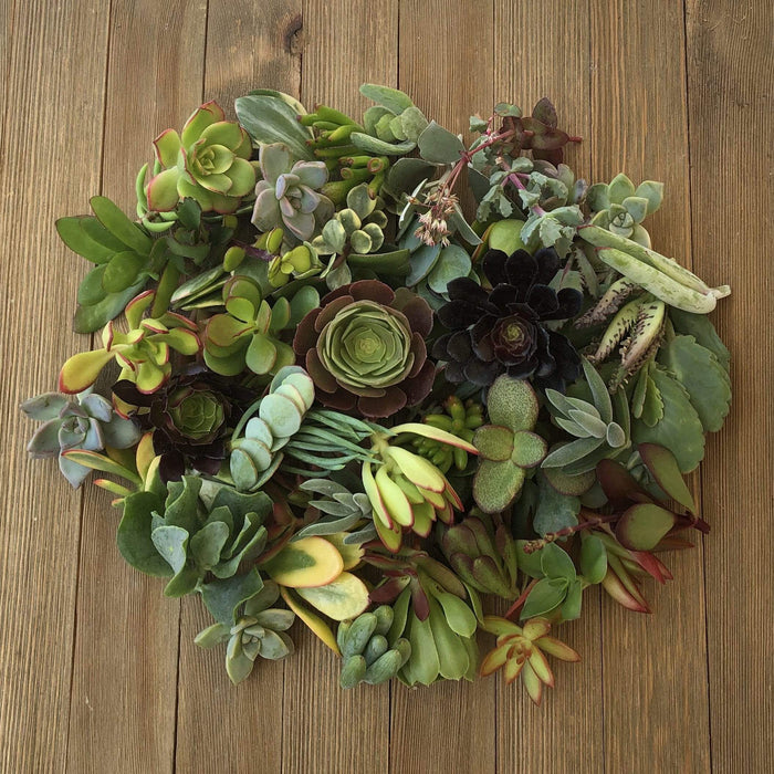 50 succulent plants 40/50/60/70 Assorted Succulent Cuttings