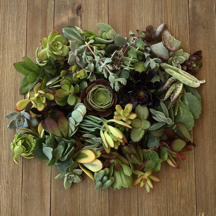40/50/60/70 Assorted Succulent Cuttings | Pack | Harddy