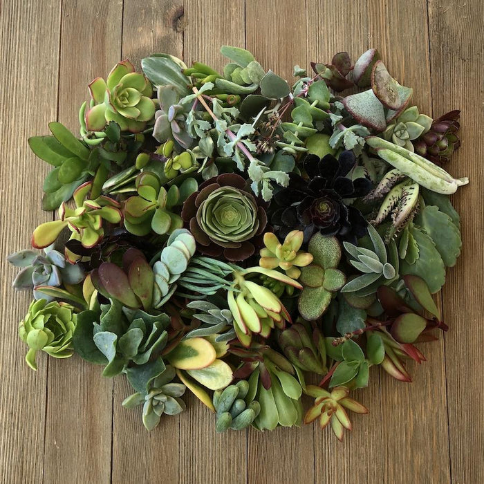 40/50/60/70 Assorted Succulent Cuttings | Pack | Harddy