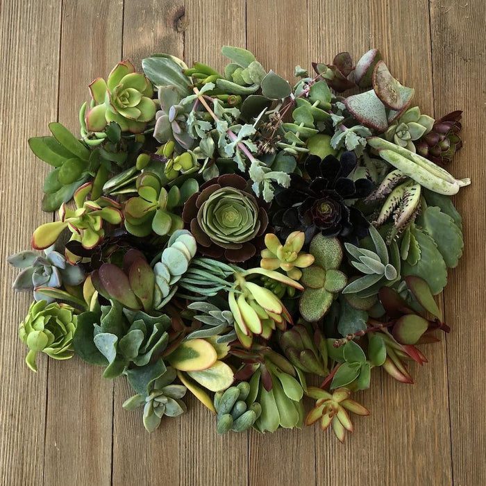 succulent supplies 40/50/60/70 Assorted Succulent Cuttings