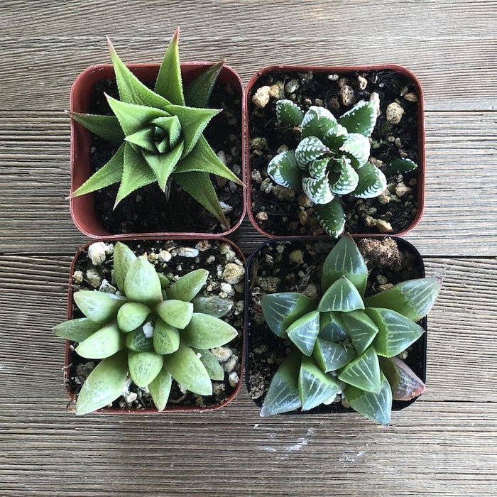 Haworthia Indoor Loving Succulents - Assorted Collection | Pack | Harddy