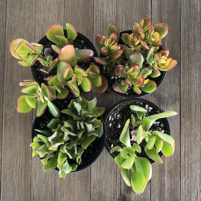 4 jade plant Jade Assorted Packs - 4 inch