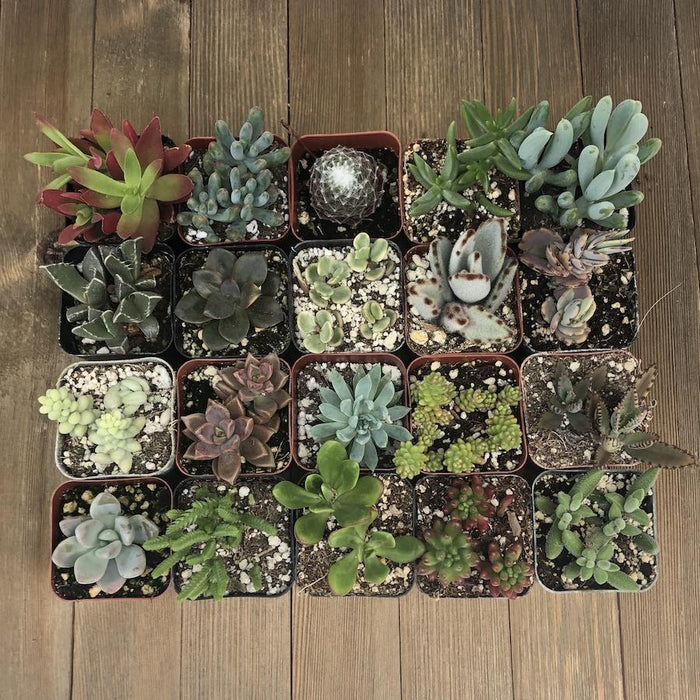 order succulent plants online Assorted Premium 2 inch Succulent Plants