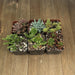 Assorted Premium 2 inch Succulent Plants | Pack | Harddy