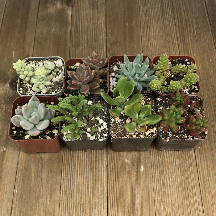 premium succulents Assorted Premium 2 inch Succulent Plants