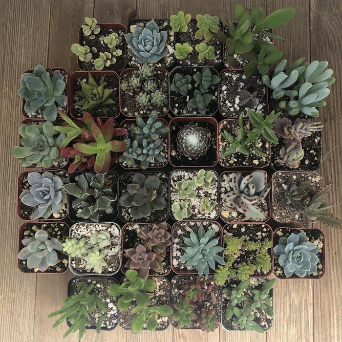 succulants near me Assorted Premium 2 inch Succulent Plants