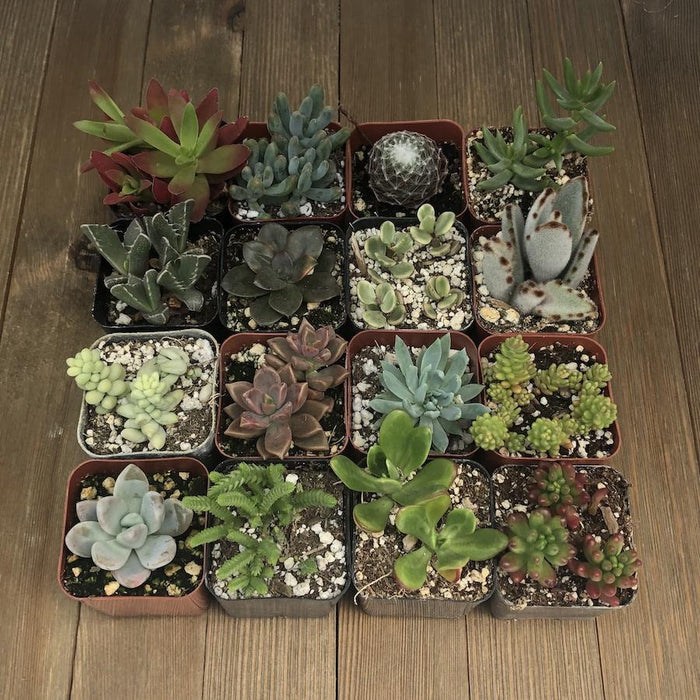 2 succulent plants Assorted Premium 2 inch Succulent Plants