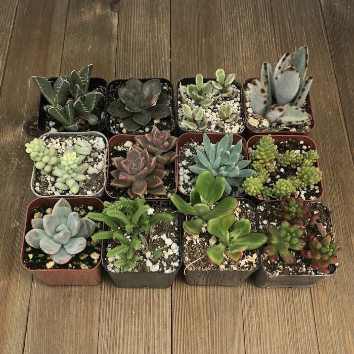 2 inch succulent pots Assorted Premium 2 inch Succulent Plants