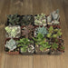 Assorted Premium 2 inch Succulent Plants | Pack | Harddy