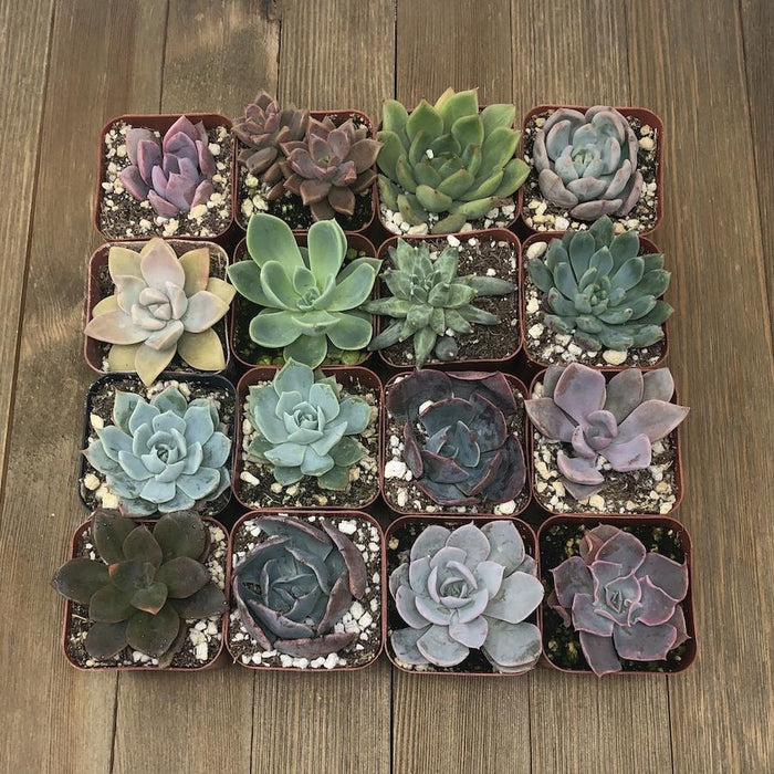 2 inch succulents for sale Assorted Rosette 2 inch Succulent Plants