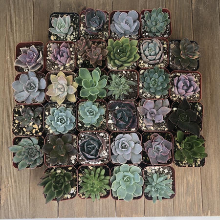 Succulents SucculentsII 2冊セット 2 Succulents : Z Plants, the