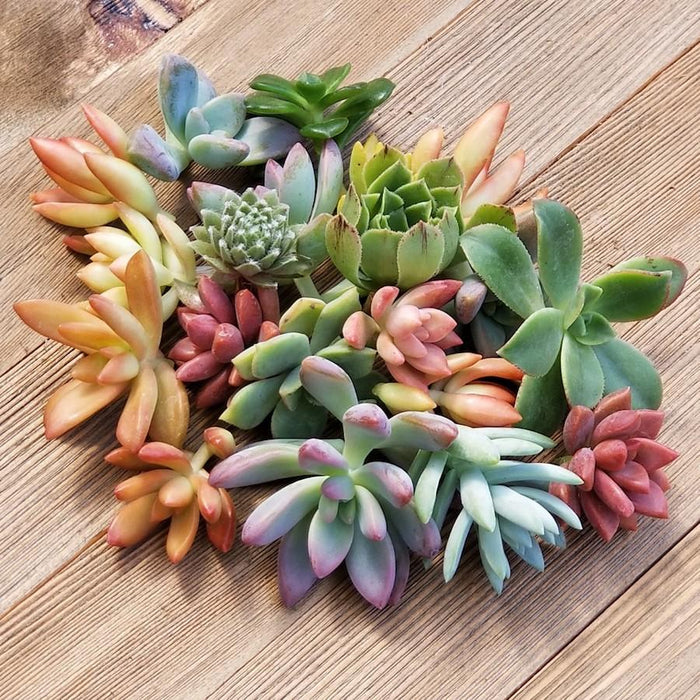 Assorted Rosette Succulent Cuttings | Pack | Harddy