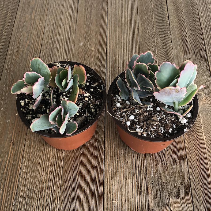 Aurora Borealis - Kalanchoe fedtshenkoi - 4 Inch