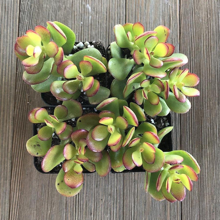 baby jade plant Baby Jade Crassula