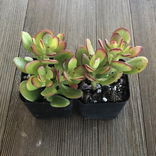 baby jade succulent Baby Jade Crassula