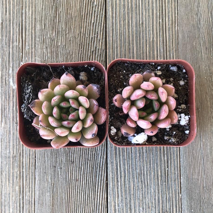graptoveria bashful succulent Graptoveria Bashful - 2 inch