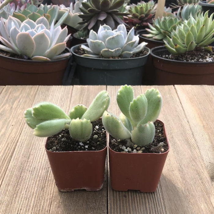 bear paw succulent buy Bear Paw Fuzzy Succulent - Cotyledon tomentosa