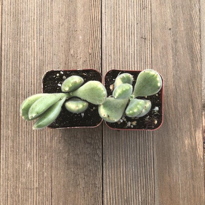 fuzzy bear claw succulent Bear Paw Fuzzy Succulent - Cotyledon tomentosa