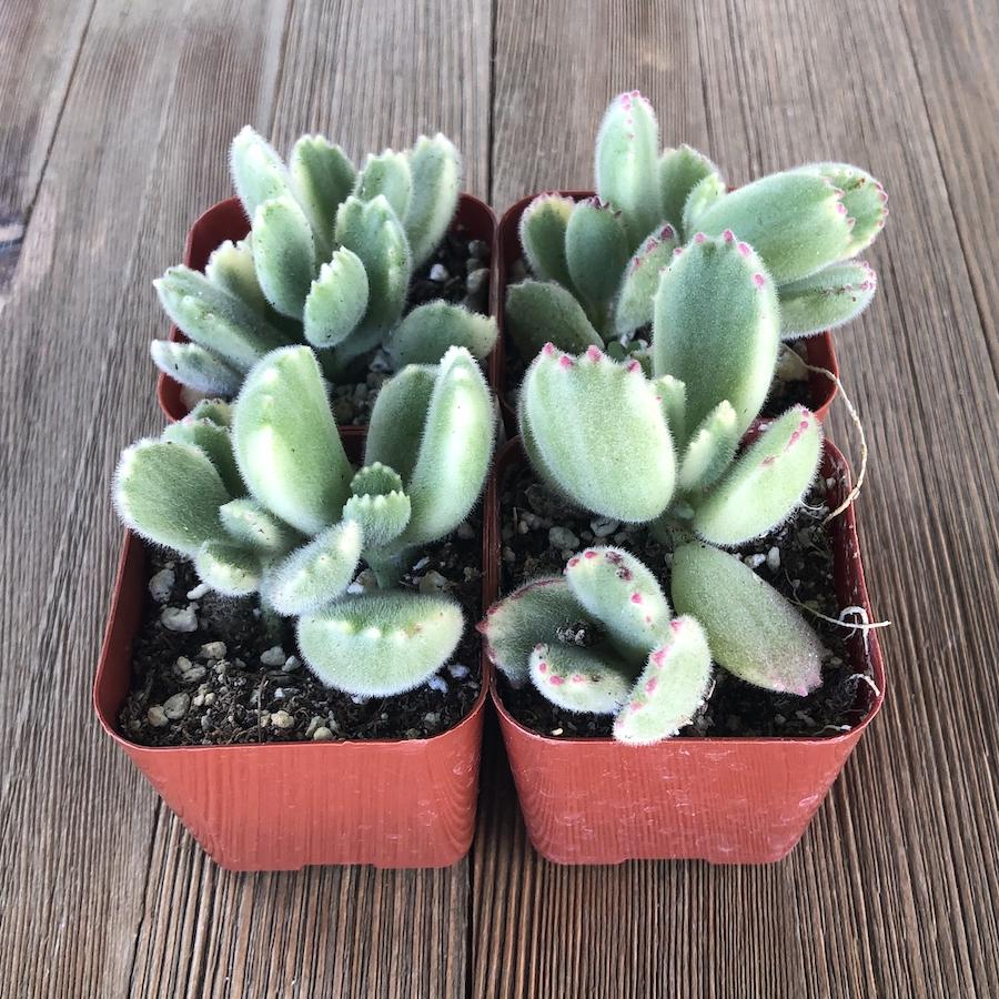 bear paw succulent plant Bear Paw Fuzzy Succulent - Cotyledon tomentosa