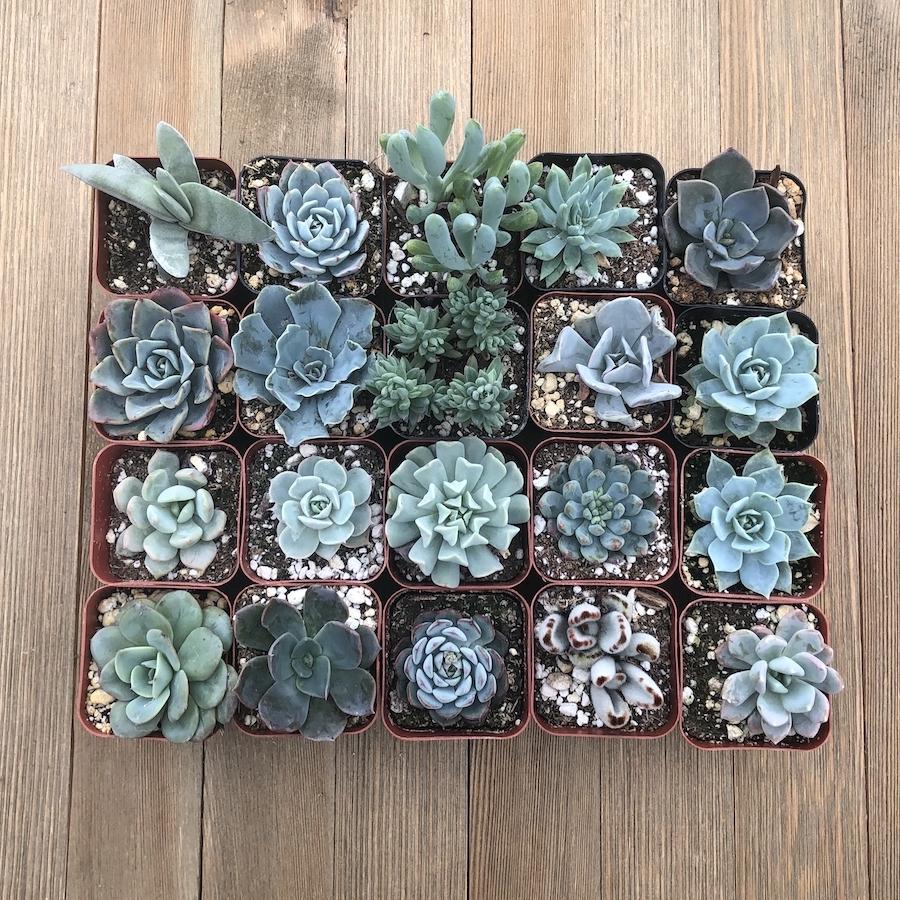 blue stone succulent Beautiful Blue Succulent Collection