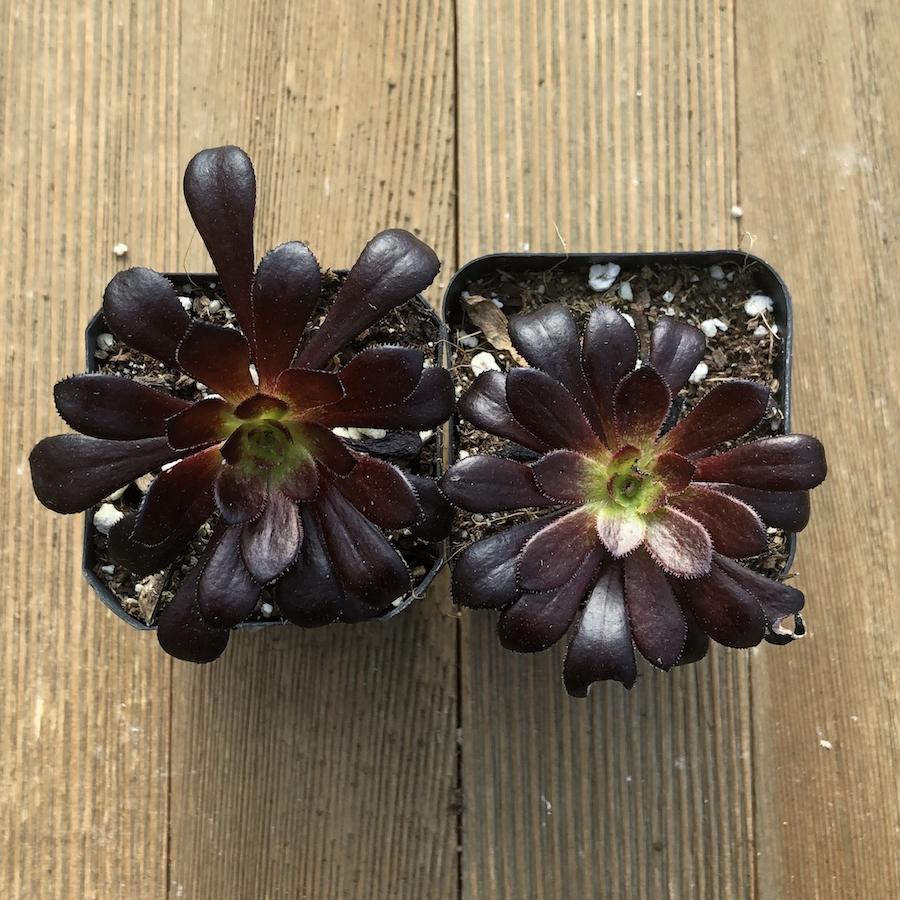 succulent plant black rose Black Rose Succulent - Aeonium arboreum Zwartkop