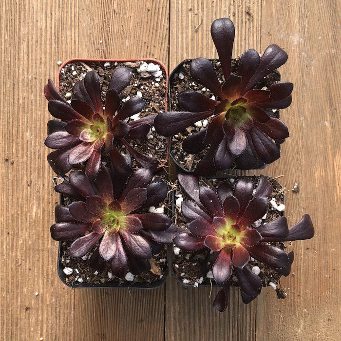 black purple succulent Black Rose Succulent - Aeonium arboreum Zwartkop