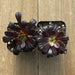 Black Rose Succulent - Aeonium arboreum Zwartkop | Plant | Harddy