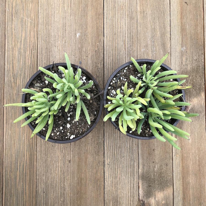 senecio verde fingers succulent plant Blue Chalk Fingers - Senecio vitalis Serpens - 4 Inch