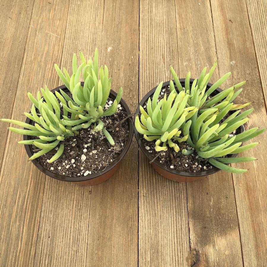 Blue Chalk Fingers - Senecio vitalis Serpens - 4 Inch