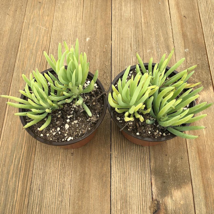 succulent with fingers Blue Chalk Fingers - Senecio vitalis Serpens - 4 Inch