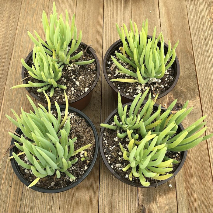 blue fingers succulent Blue Chalk Fingers - Senecio vitalis Serpens - 4 Inch