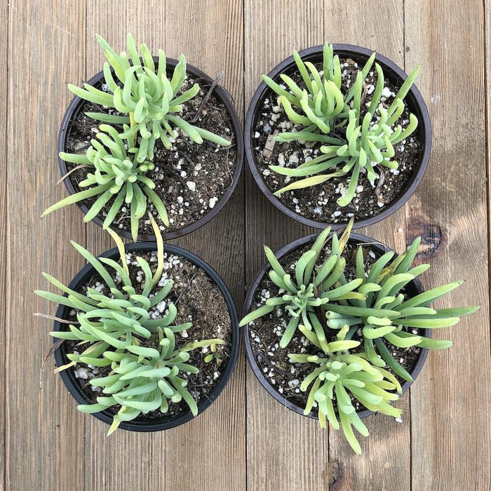 fingertips succulent Blue Chalk Fingers - Senecio vitalis Serpens - 4 Inch