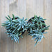 Blue Chalk Sticks Succulent - Senecio serpens | Plant | Harddy