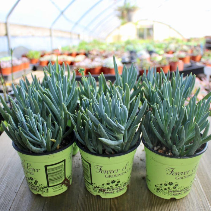 blue pencil succulent Blue Chalk Sticks Succulent - Senecio serpens