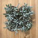 Blue Chalk Sticks Succulent - Senecio serpens | Plant | Harddy
