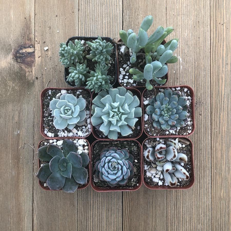 succulents in blue pots Beautiful Blue Succulent Collection