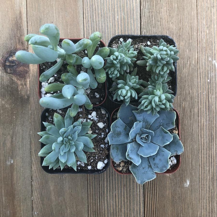 bluish succulent Beautiful Blue Succulent Collection