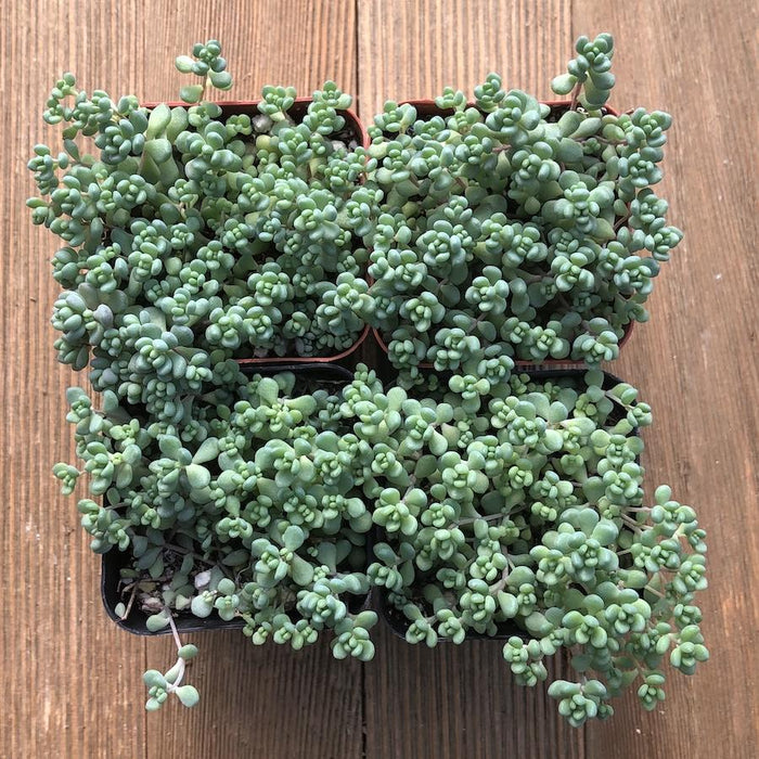 blue sedum succulent Blue Tears Sedum Dasyphyllum